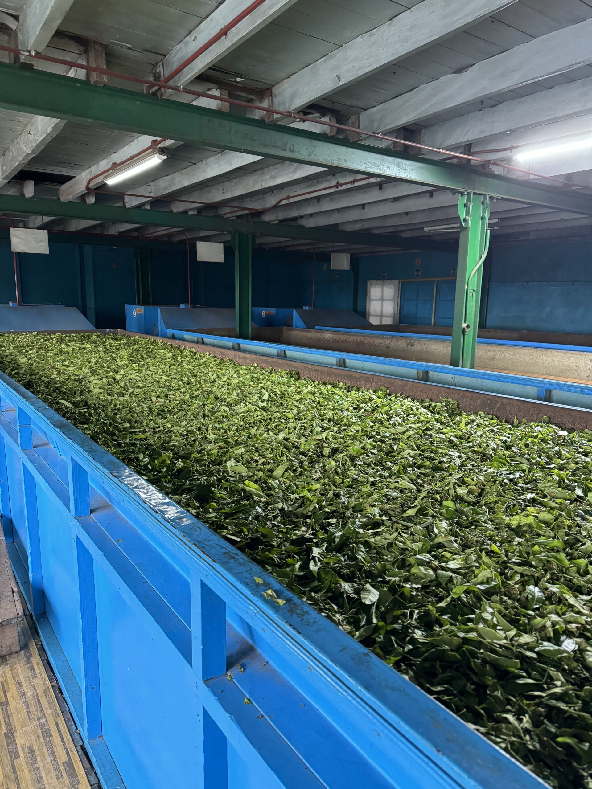 Glenloch Tea Factory