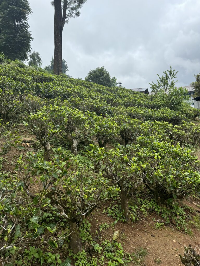 Glenloch Tea Factory