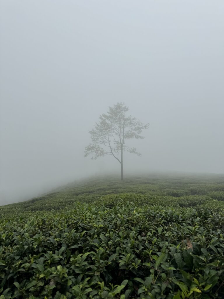 tea fields